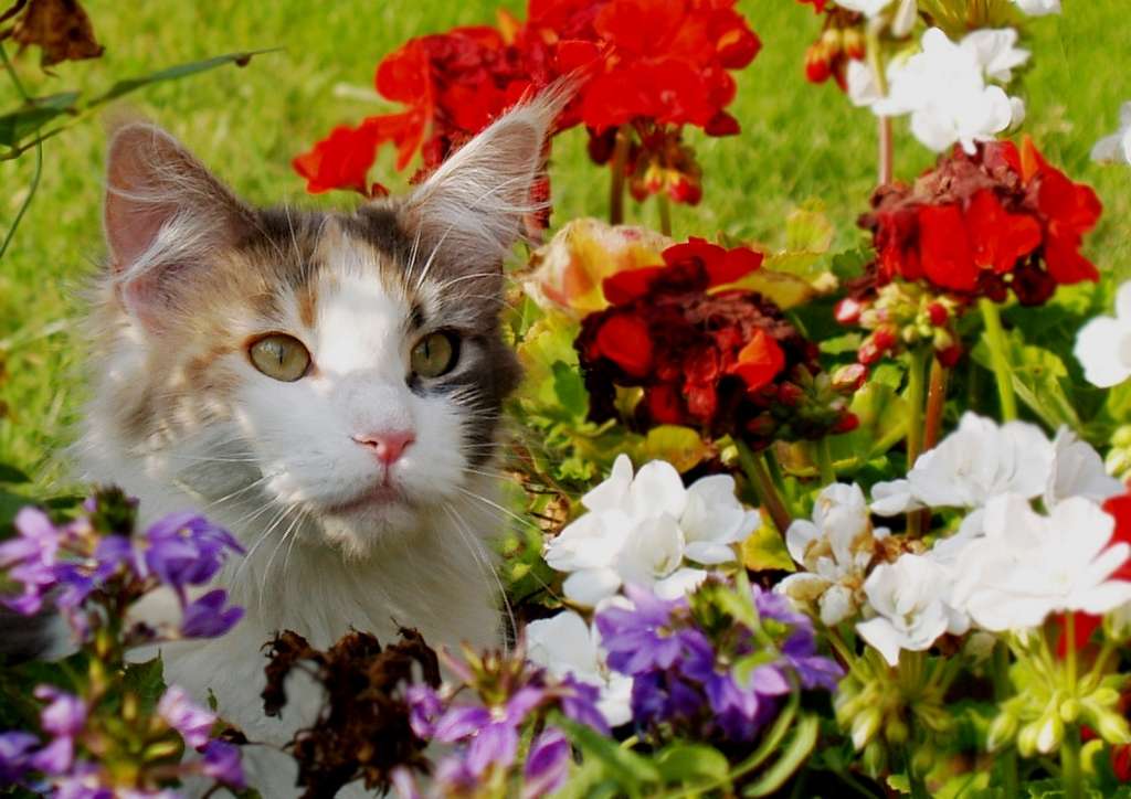 Krásná kočka skládačky online