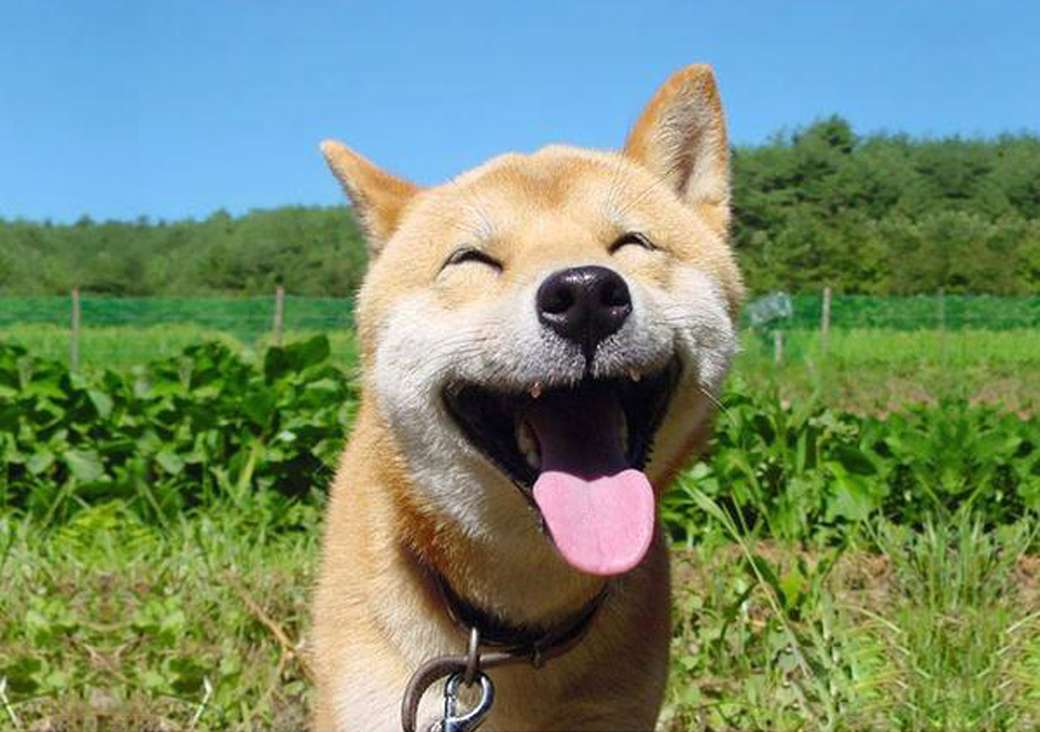 Усмихнато куче онлайн пъзел