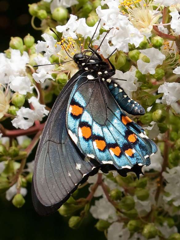 Pipevine Swallowtail ... med vikta vingar. Pussel online