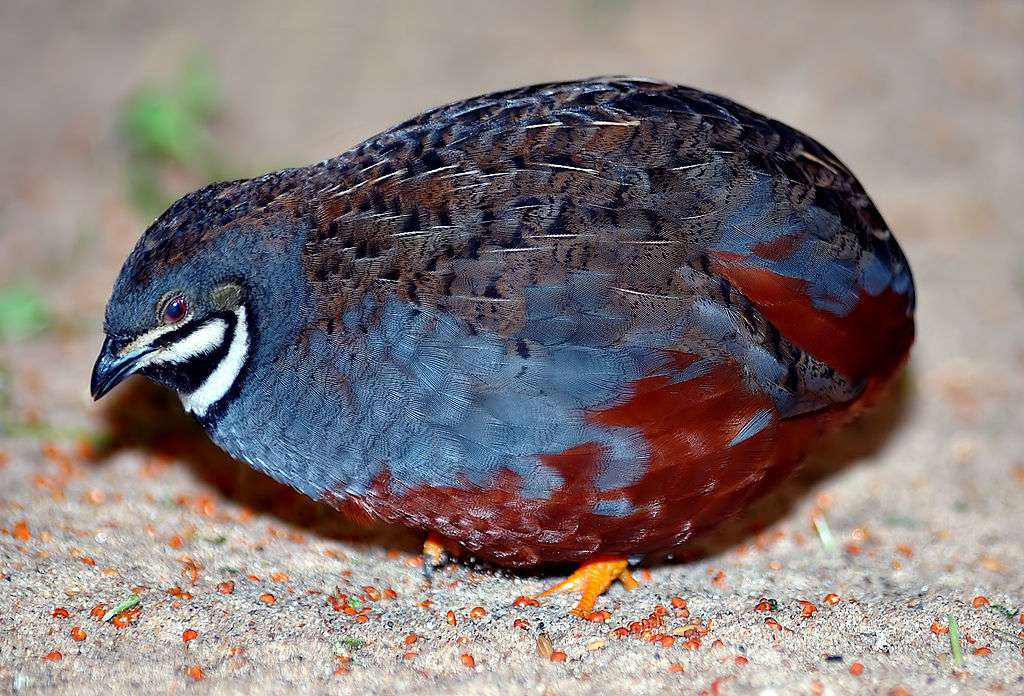Chinese quail online puzzle