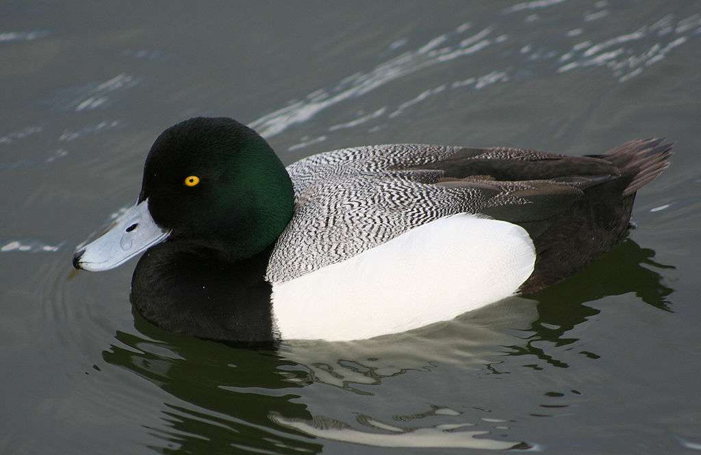 Greater Scaup - Common Scaup Pussel online