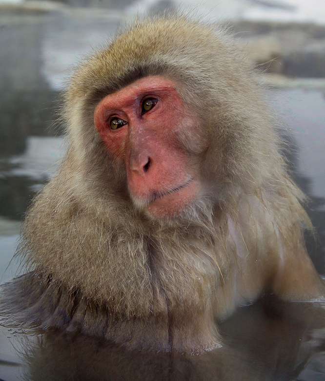 Macaque japonais - Macaque japonais. puzzle en ligne