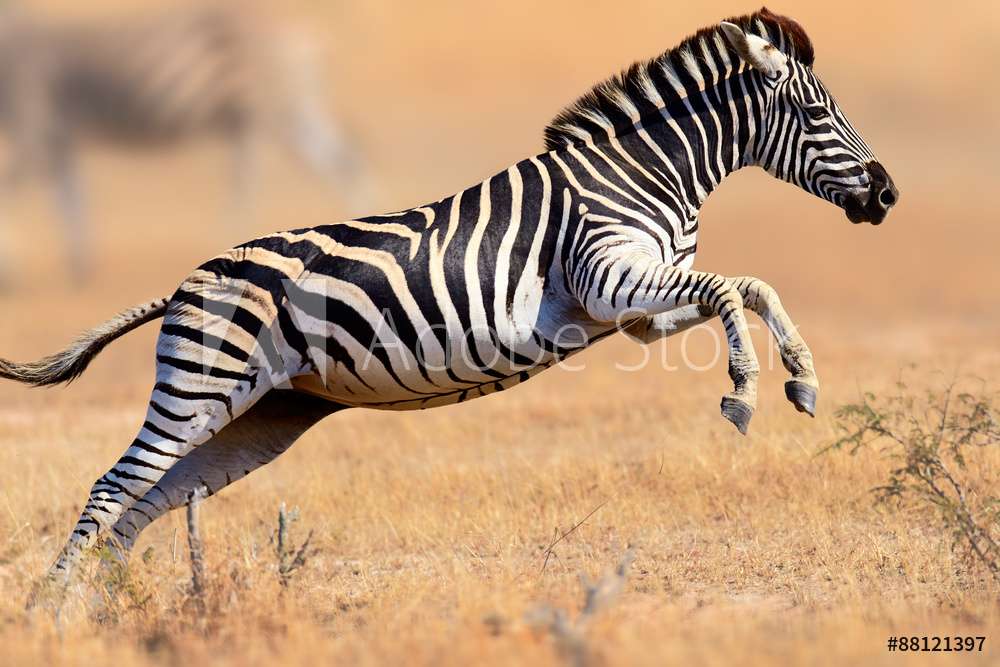 Zebra springen online puzzel