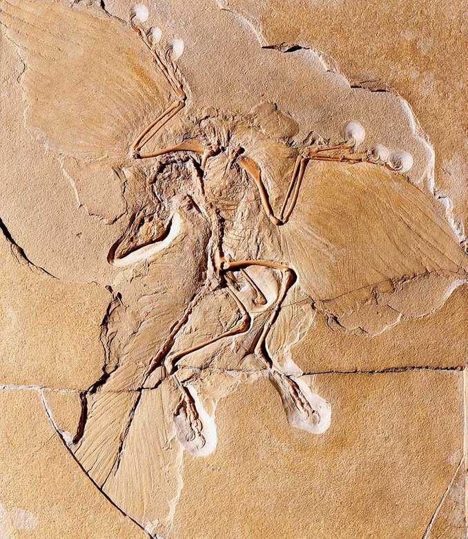 Archaeopteryx online puzzel