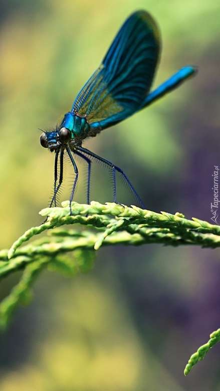 Dragonfly op het gras legpuzzel online