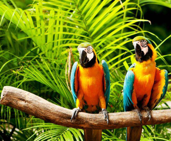Papagaios na árvore puzzle online
