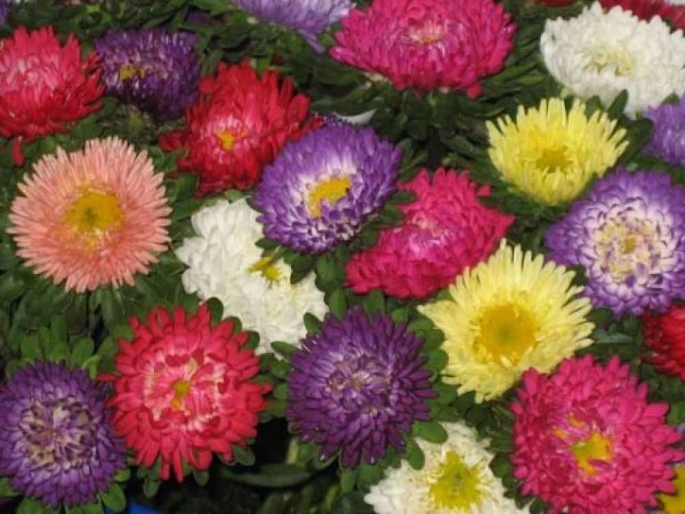 Flori de toamnă kirakós online