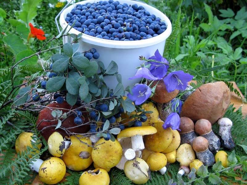 Tufă. Ciuperci și fructe de pădure puzzle online