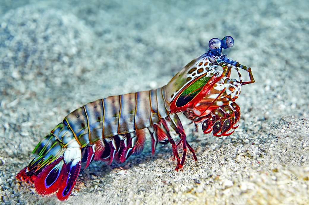 Mantis krevety v moři skládačky online