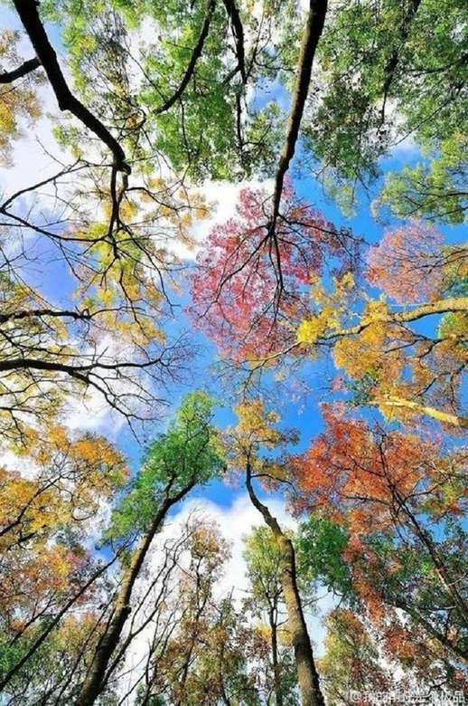 Herbstbäume. Puzzlespiel online