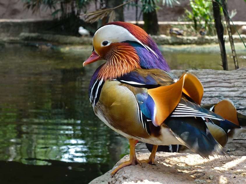 Pájaro colorido sobre el agua rompecabezas en línea