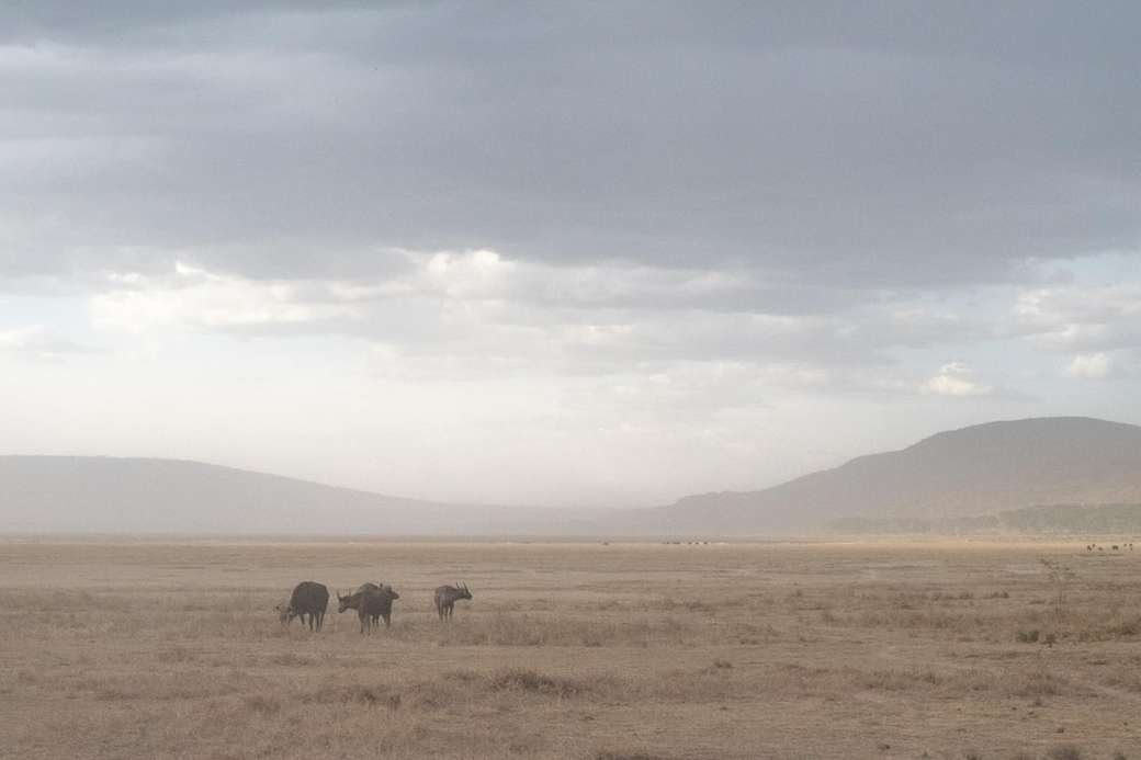 乾燥した土地に立っている3匹の水牛 ジグソーパズルオンライン