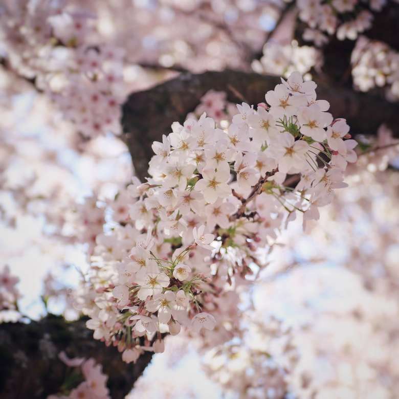 vit körsbärsblom i blom under dagtid pussel på nätet
