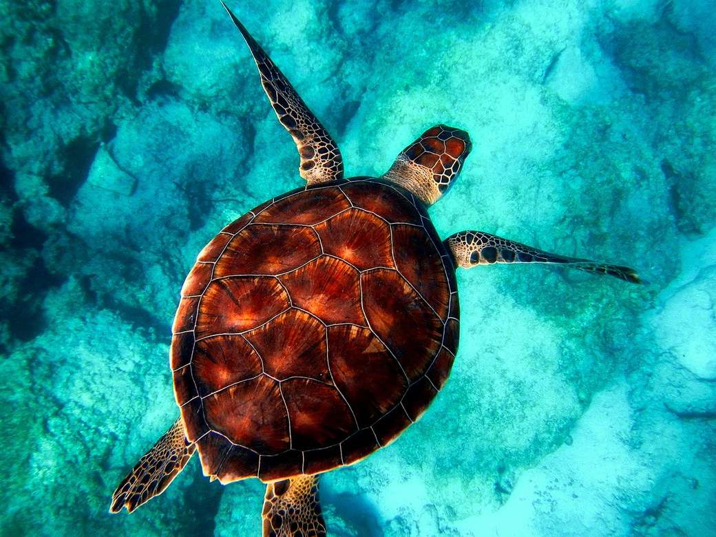 mořská želva skládačky online