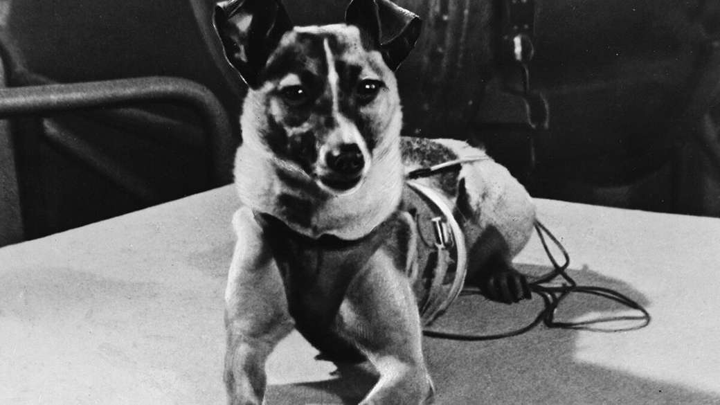 łajka кучето, което е полетяло в космоса онлайн пъзел