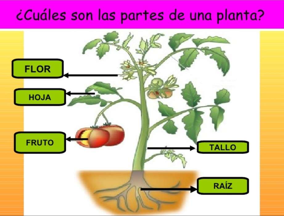 Părți ale plantei puzzle online