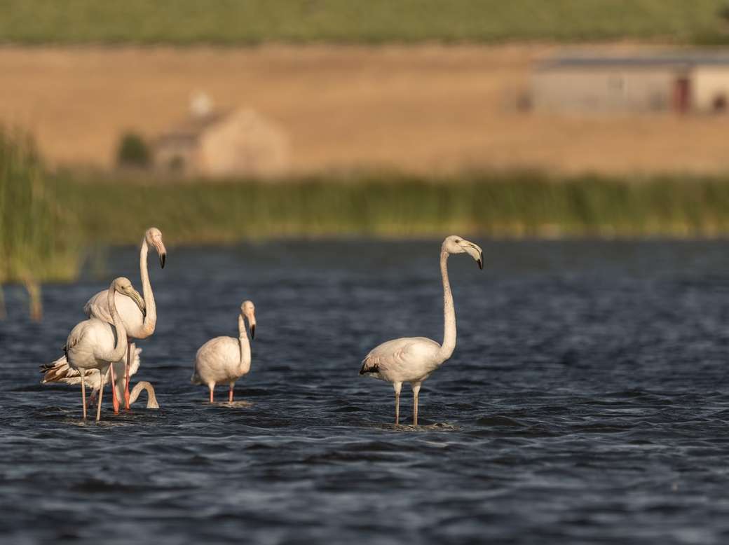 Flamingos i Spanien pussel på nätet