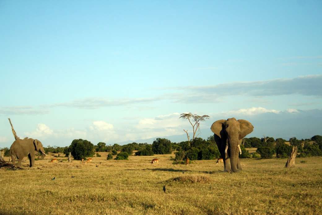 Слонове в дивата природа онлайн пъзел