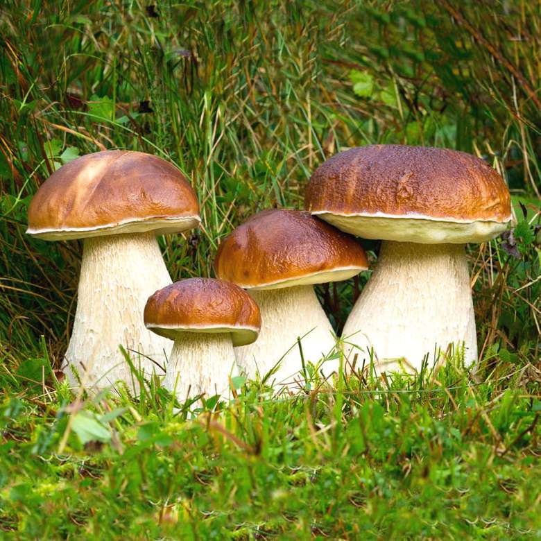 Cogumelos na floresta quebra-cabeças online