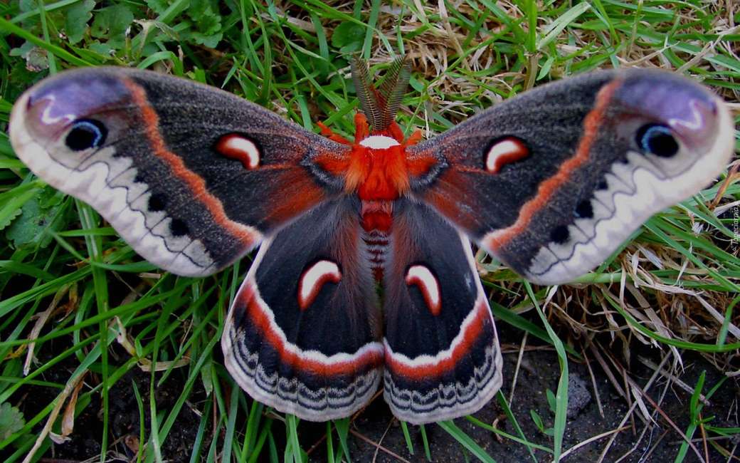 Тропическая бабочка онлайн-пазл