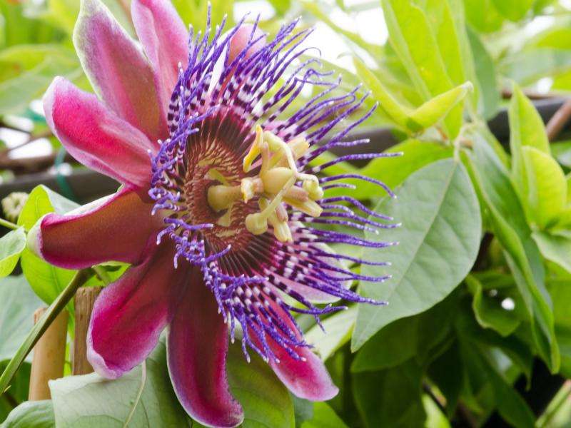 Tropická květina skládačky online