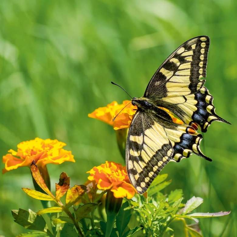 Een vlinder op een bloem online puzzel