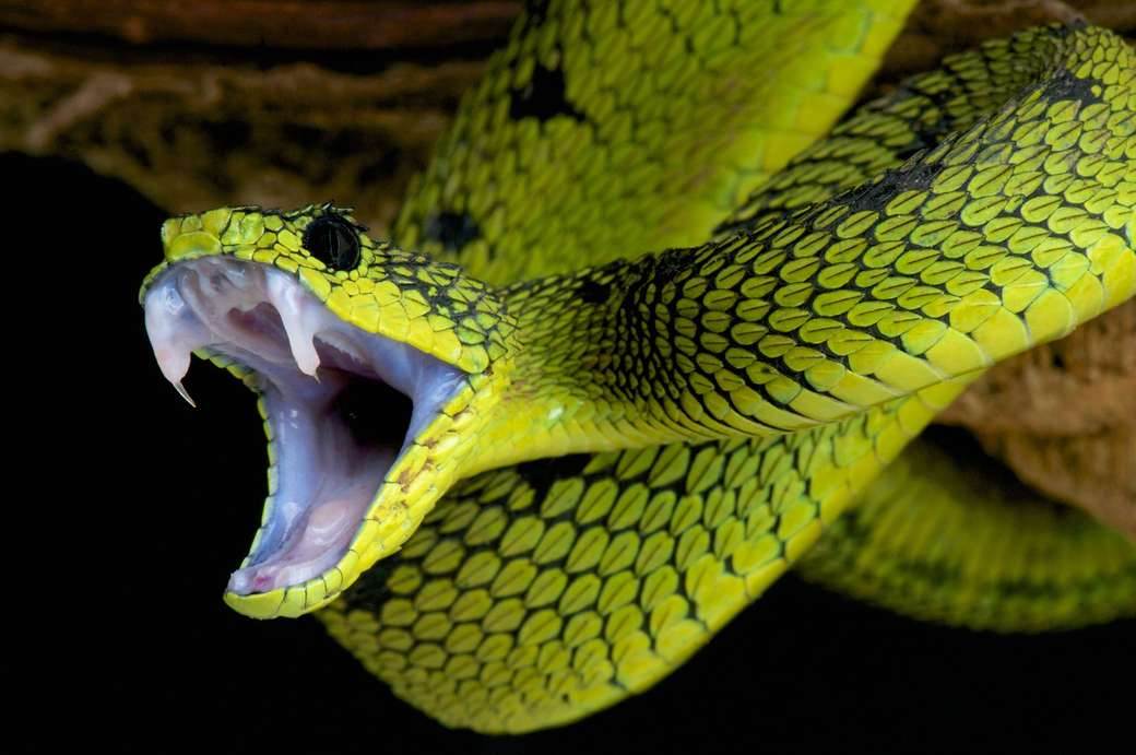 En giftig orm pussel på nätet