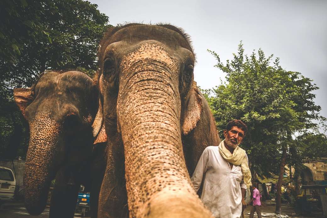 άντρας που στέκεται δίπλα σε δύο ελέφαντες online παζλ