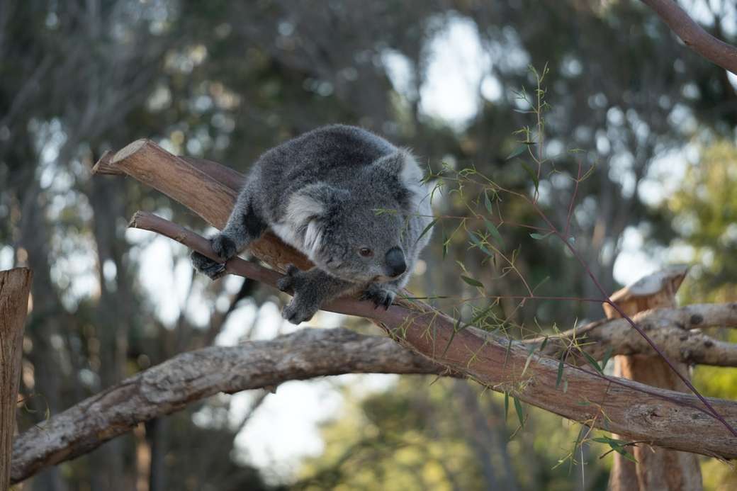 серая коала на коричневом дереве пазл онлайн