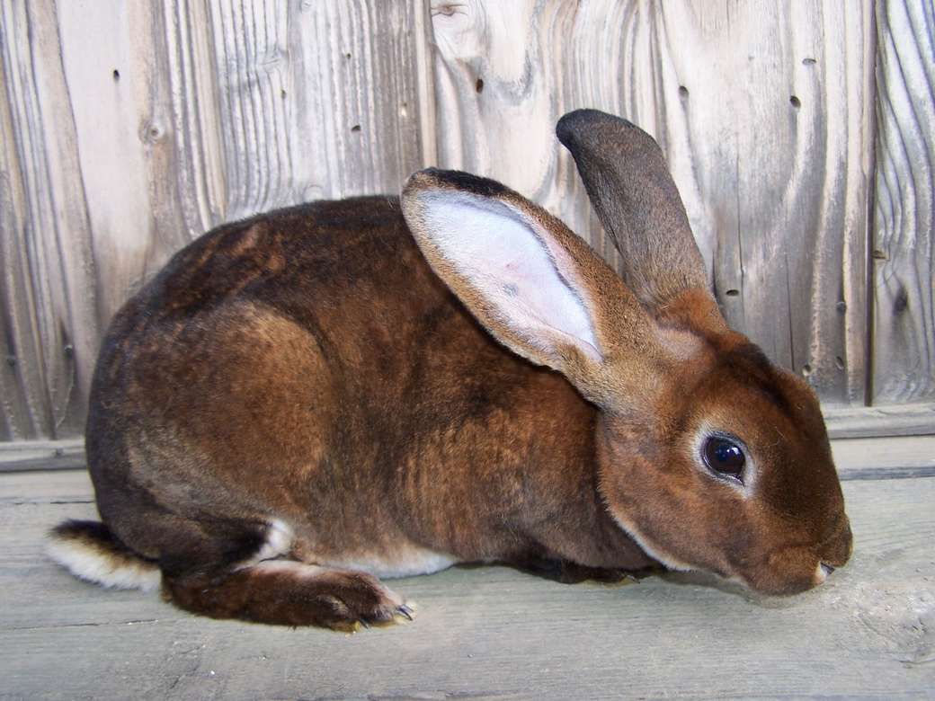 Conejo marrón rompecabezas en línea