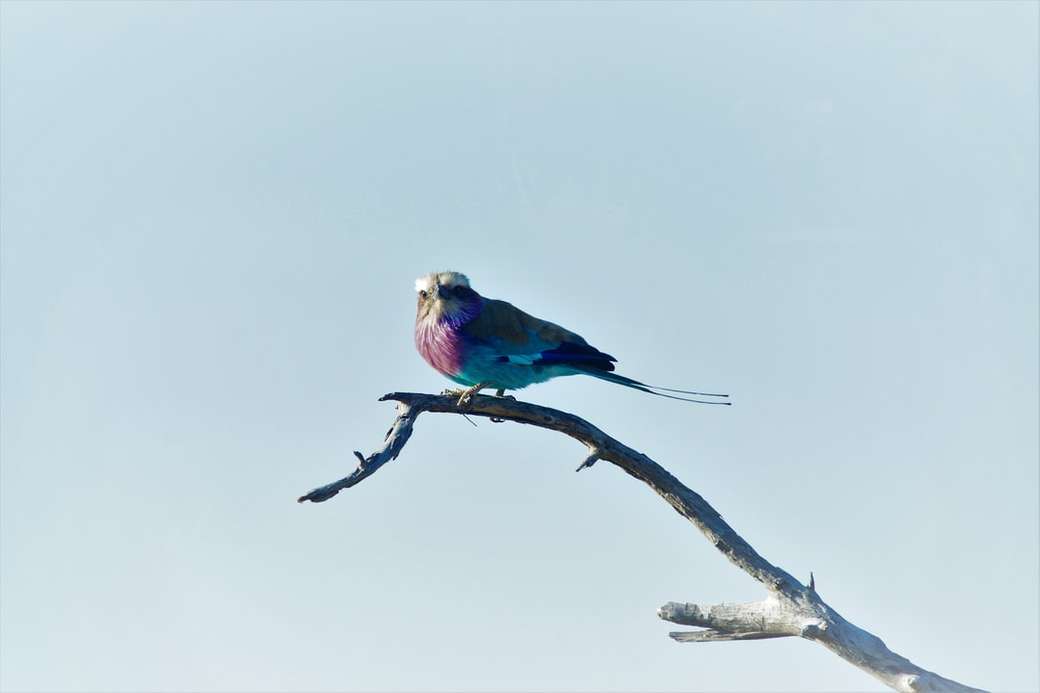 růžový a modrý pták sedící na větvičce skládačky online