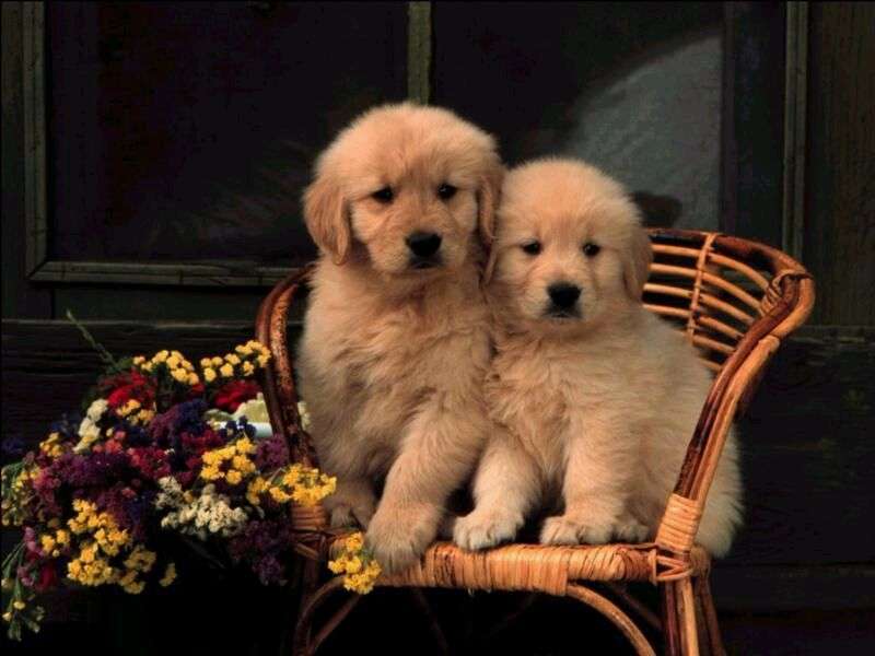 Két kis aranyos kutya kirakós online