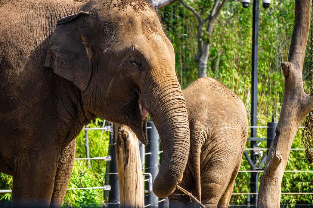 két szürke elefánt nappal kirakós online