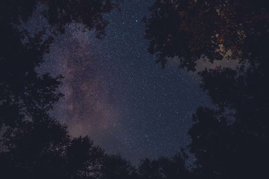 árvores vendo estrelas durante a noite puzzle online