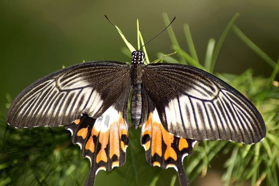 Egzotikus pillangó online puzzle