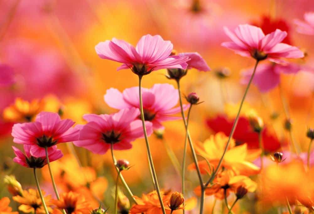 květiny velmi snadné skládačky online