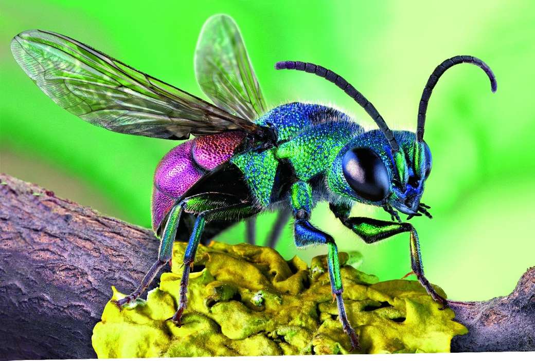 Colorful insect online puzzle