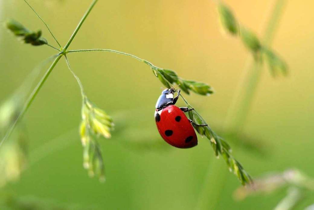 Ladybug.... online puzzle
