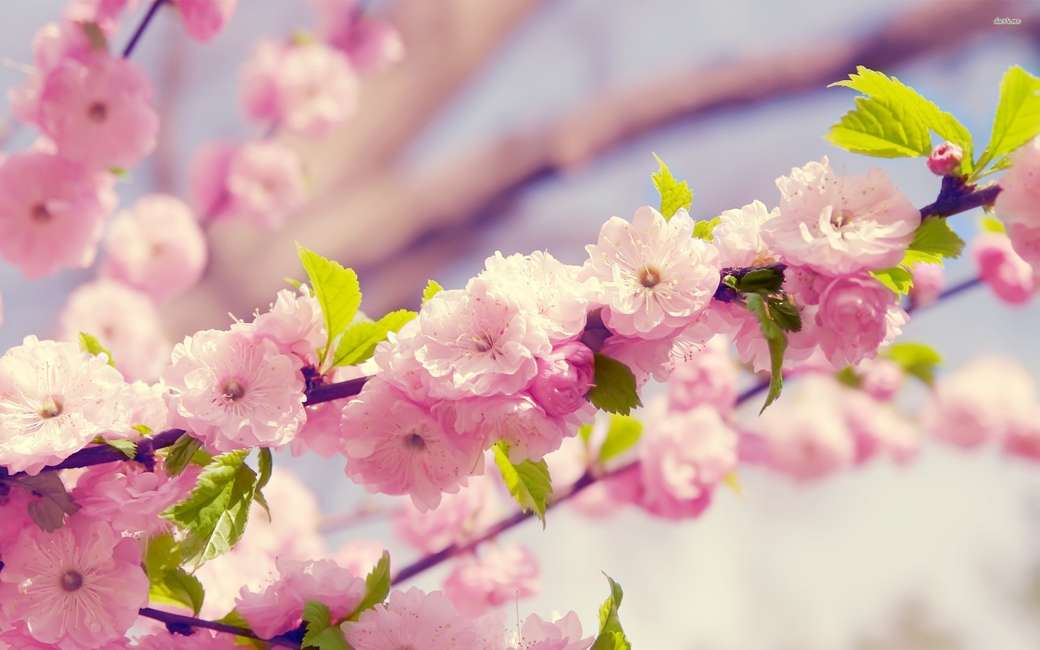 Flor de cerejeira puzzle online