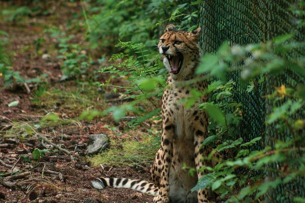 cheetah die overdag op de grond ligt legpuzzel online