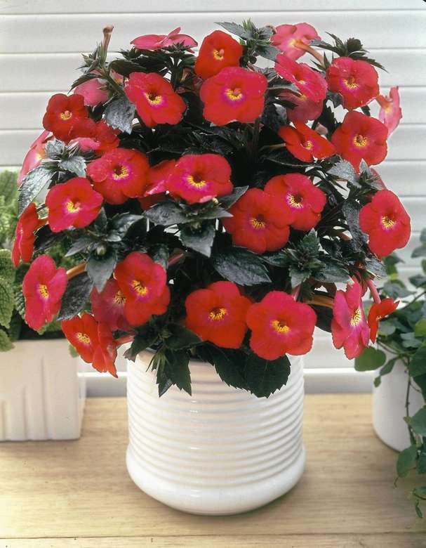 Flores em vasos florescendo quebra-cabeças online