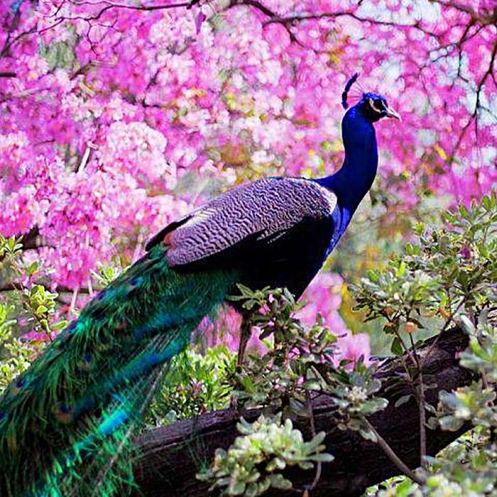 Beautiful Feathers jigsaw puzzle online