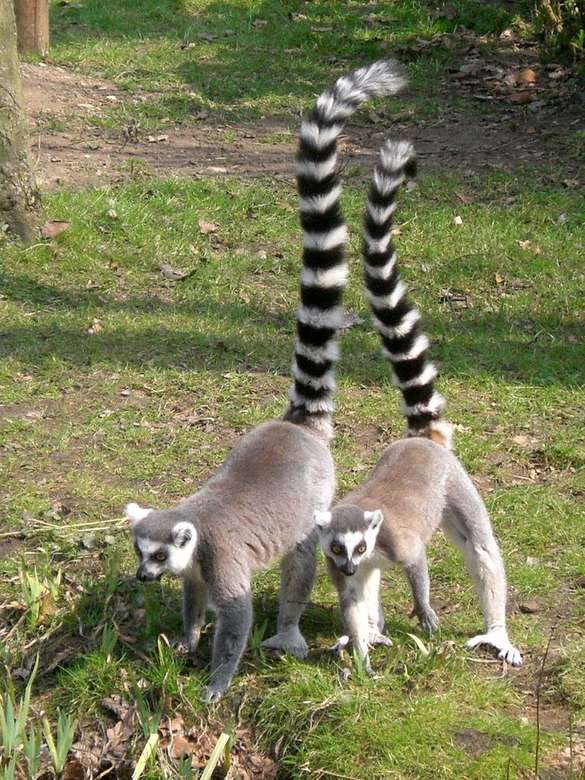 Lemurs online puzzle