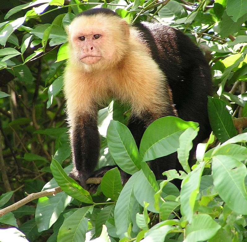Capuchinho preto e branco quebra-cabeças online