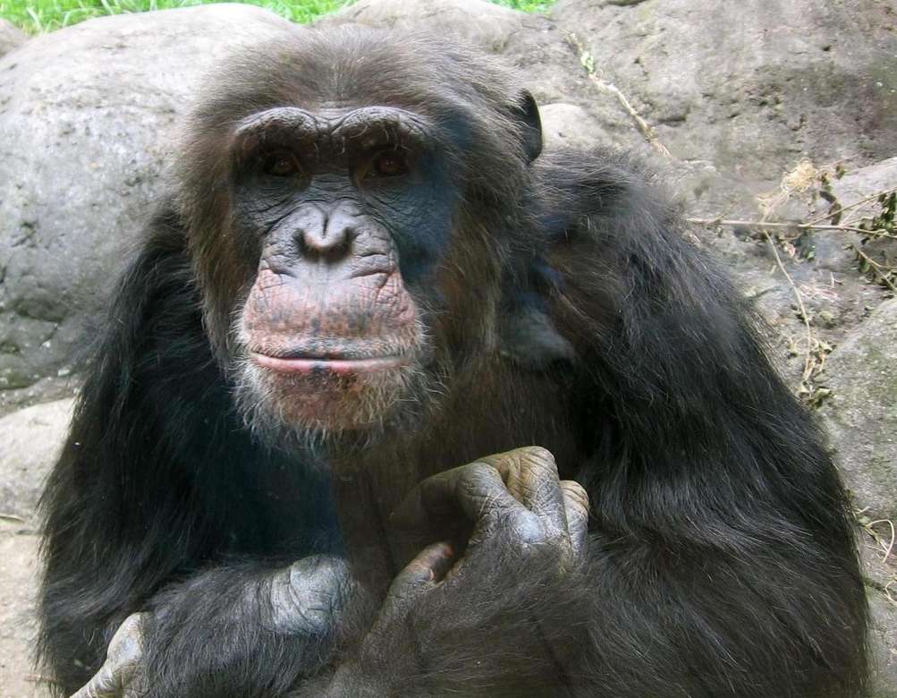 Vanlig schimpans pussel på nätet