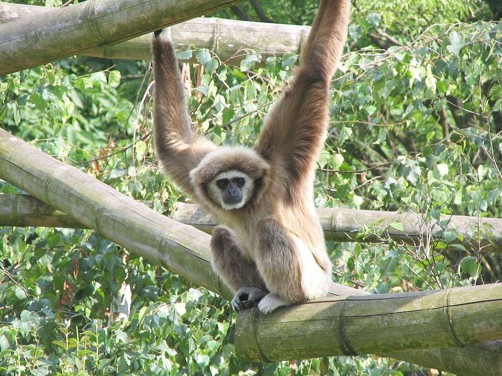 Gibbone dalle mani bianche puzzle online