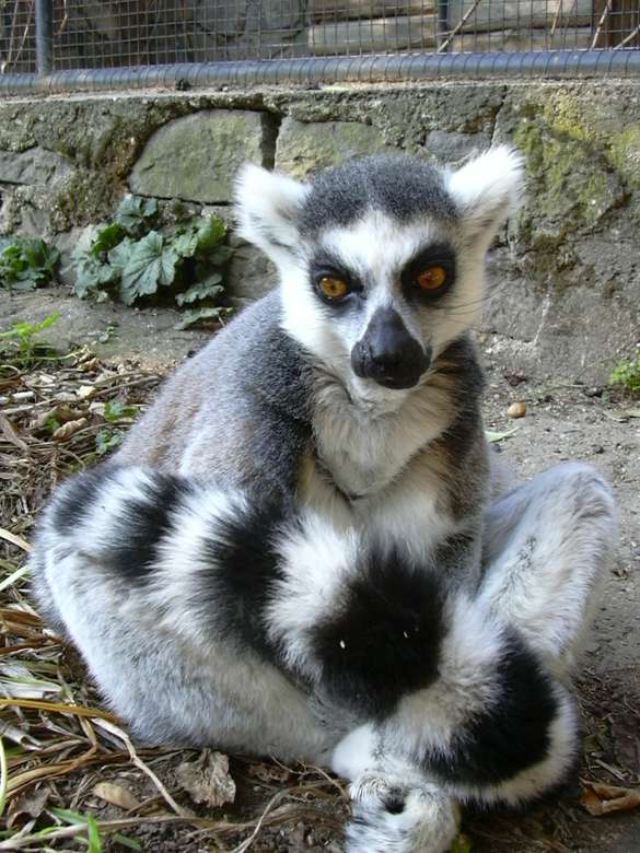 Ring-tailed lemur pussel på nätet