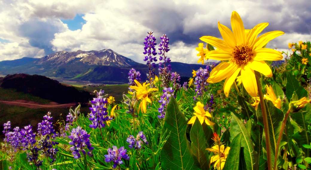 Flores silvestres nas montanhas puzzle online