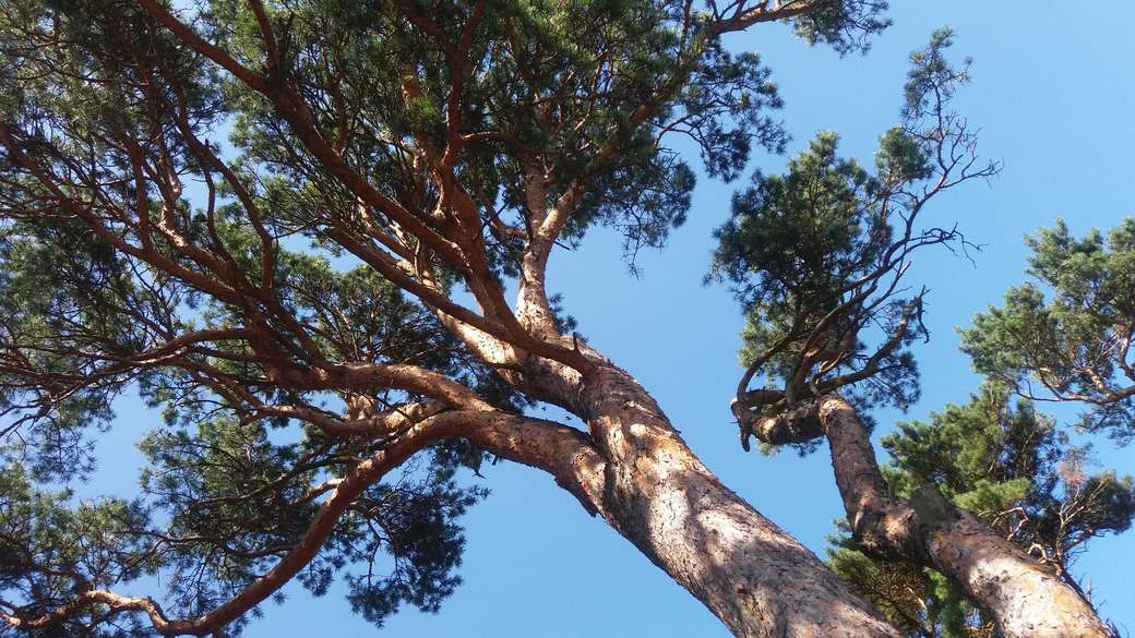 ramos superiores de uma árvore quebra-cabeças online