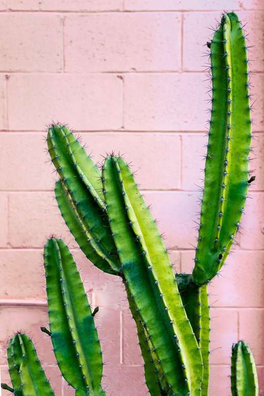 Pouštní kaktus online puzzle